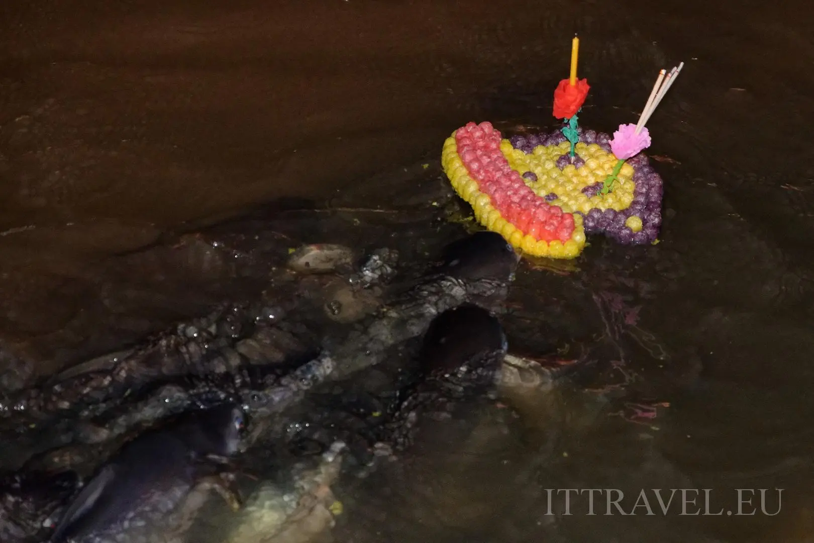 Krathong devoured by catfish